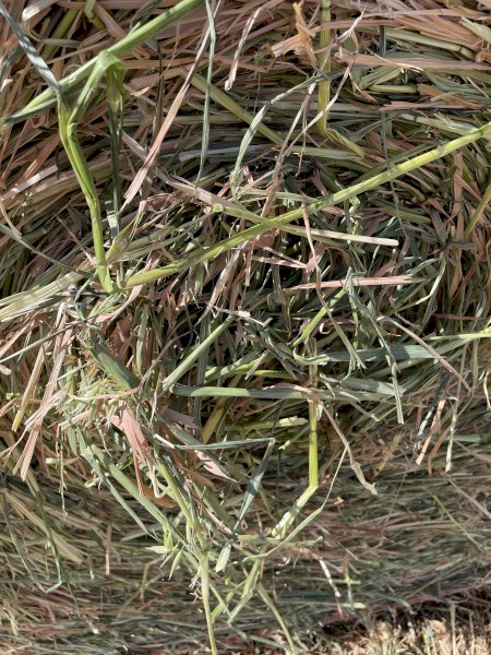 Oaten Silage 