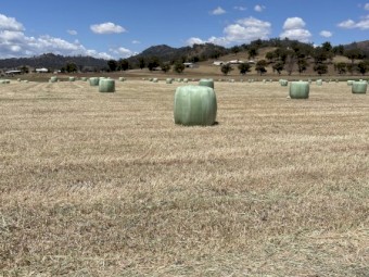 Oaten Silage 