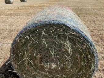 Oaten Silage 