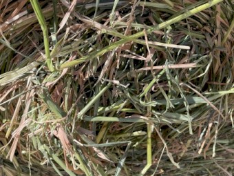 Oaten Silage 