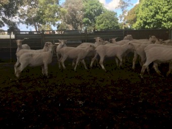 200-800 shorn second x lambs, October weaned