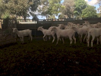 200-800 shorn second x lambs, October weaned