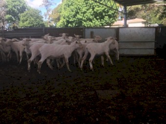 200-800 shorn second x lambs, October weaned