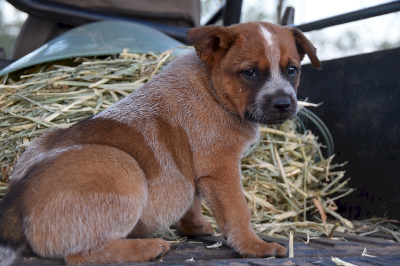 Blue and Red Heeler Puppies x 9