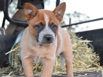 Blue and Red Heeler Puppies x 9