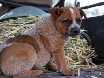 Blue and Red Heeler Puppies x 9