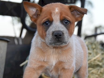 Blue and Red Heeler Puppies x 9