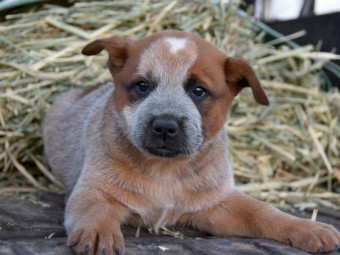 Blue and Red Heeler Puppies x 9