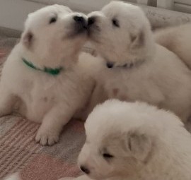Purebred Maremma Puppies just in time for Christmas!