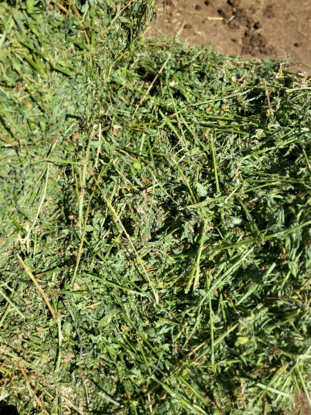 Lucerne Hay Small Squares in Baron packs of 21