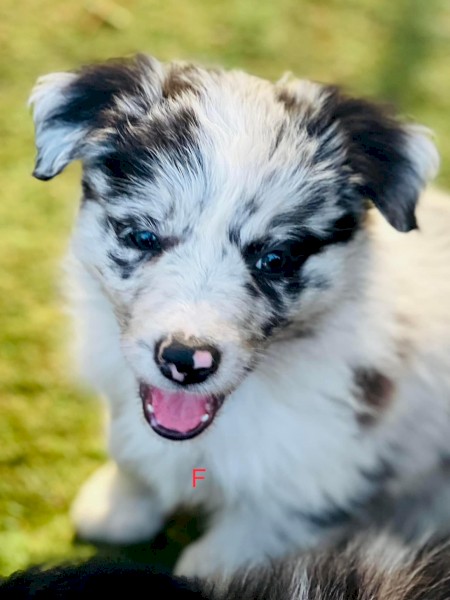 Long coat pure Border collie pups.