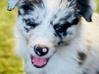 Long coat pure Border collie pups.