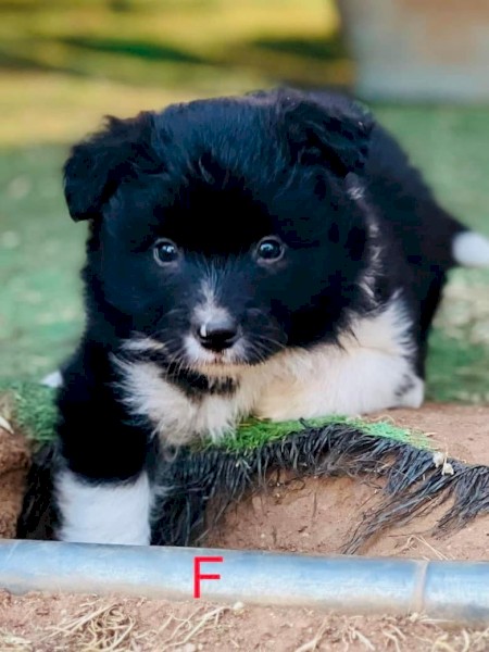 Border collie pure bred