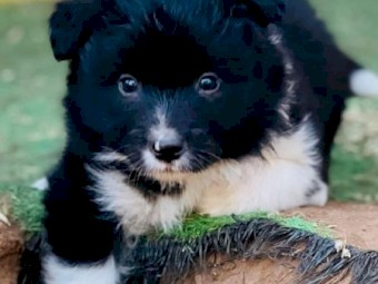 Border collie pure bred