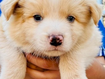 Border collie pure bred