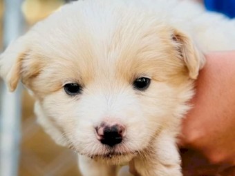 Border collie pure bred