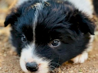 Border collie pure bred