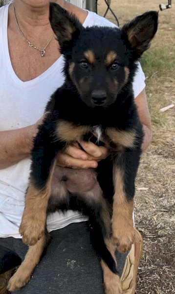 Kelpie Pup