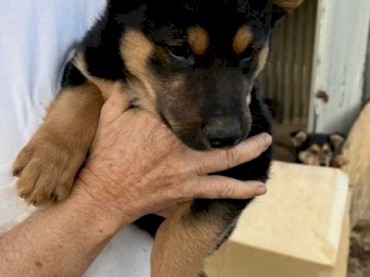 Kelpie Pup
