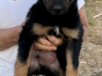 Kelpie Pup