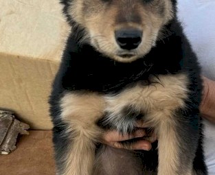 Kelpie Pup