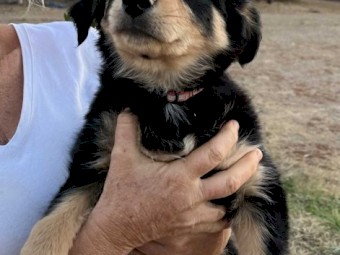 Kelpie Pup
