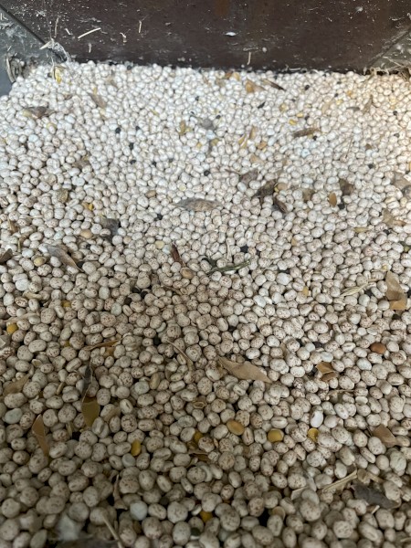 100mt Bateman Lupins