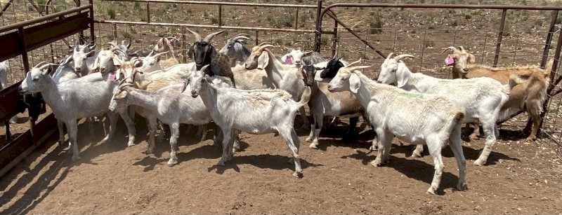 Rangelands, rangeland x Boer Goats