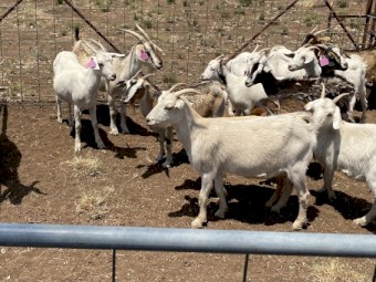 Rangelands, rangeland x Boer Goats