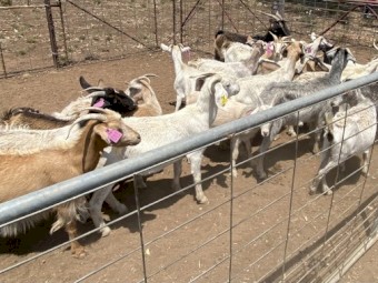 Rangelands, rangeland x Boer Goats