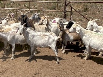Rangelands, rangeland x Boer Goats