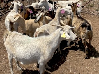 Rangelands, rangeland x Boer Goats