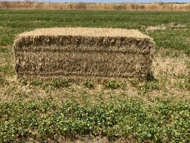 160mt Irrigated Balansa Clover and Rye Hay
