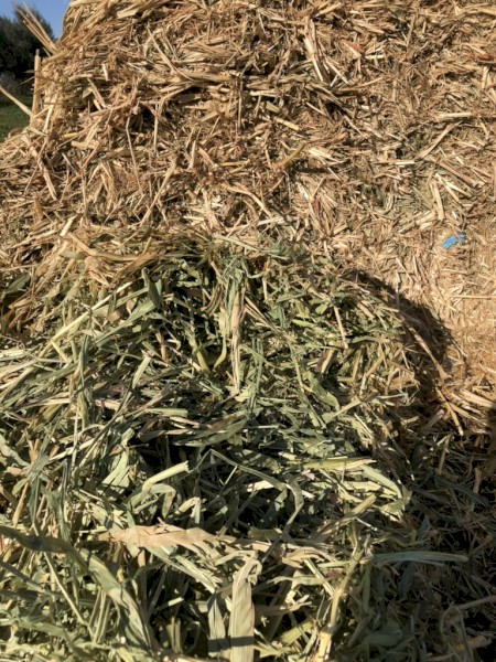 2023 Early Autumn Cut Sudan X-Hybrid Hay
