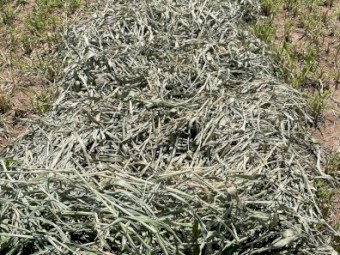 2023 Early Autumn Cut Sudan X-Hybrid Hay