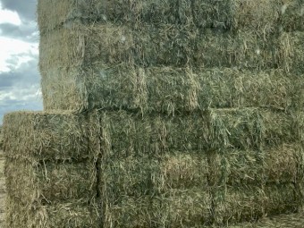 2023 Sudan X-Hybrid Pasture Hay 