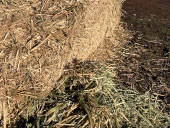 2023 Sudan X-Hybrid Pasture Hay 