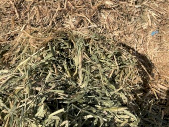 2023 Sudan X-Hybrid Pasture Hay 
