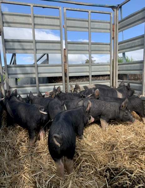Purebred Berkshire and Hampshire Pigs