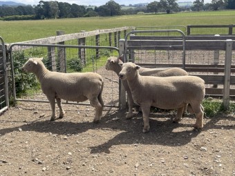 Southdown rams
