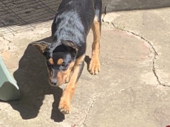 Kelpie pups ( Very intelligent)
