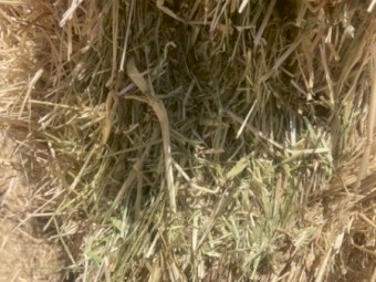 100mt Wheaten Hay 8x4x3 Bales