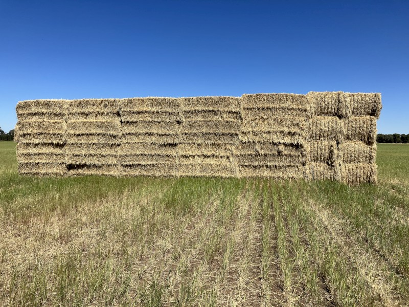 120mt Barley Hay 600kg 8x4x3 Bales