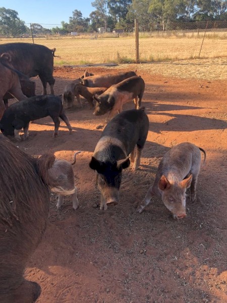 25 piglets for sale 