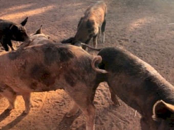 25 piglets for sale 