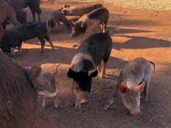 25 piglets for sale 