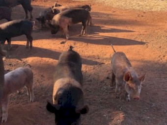 25 piglets for sale 