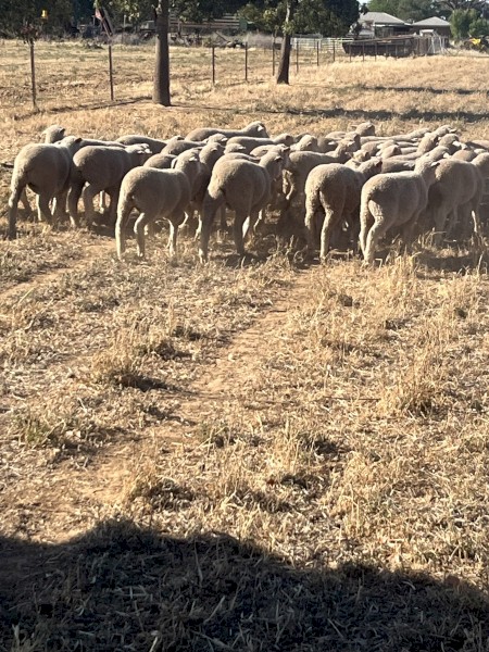 WANTED Sheep Agistment