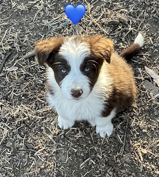 Border collie pups