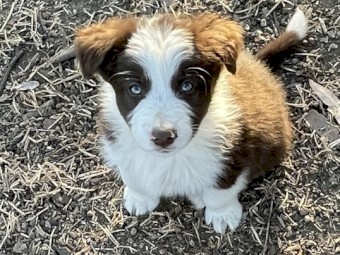 Border collie pups